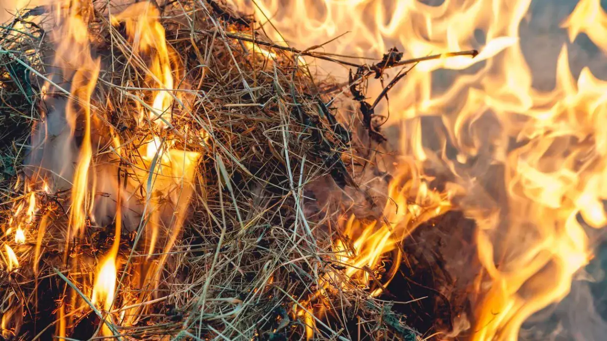 Қостанай облысында үш мая шөп өртеген ер адам 4,5 жылға сотталып кетті