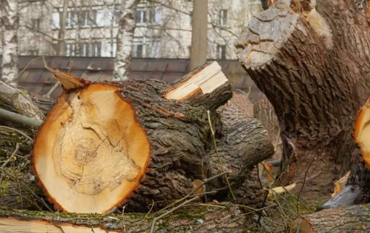 С 5 декабря в Казахстане за вырубку деревьев придется платить 100-кратную компенсацию - новости на Lada.kz 25.11.2025