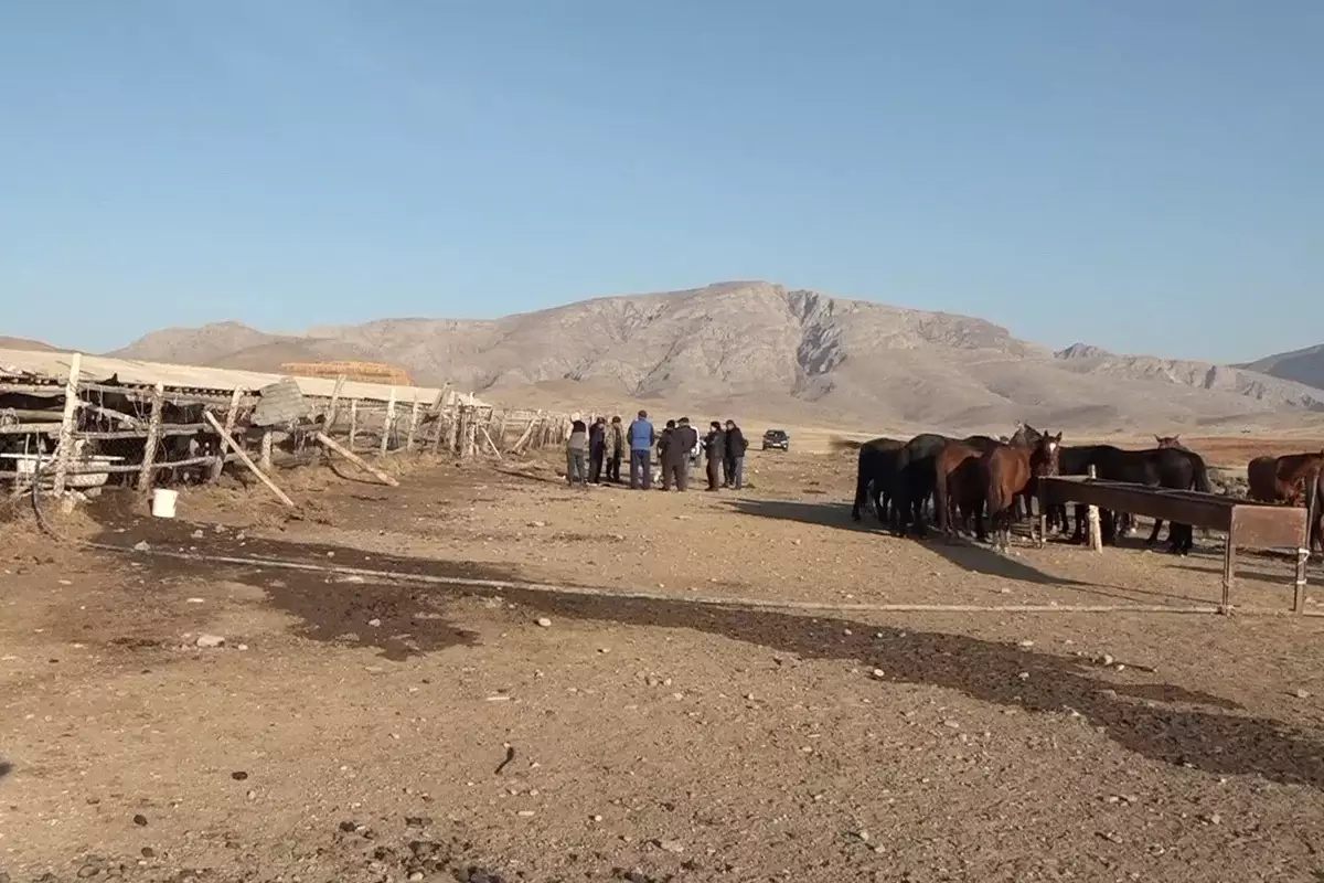 Хищники рядом: волки истребляют домашний скот, а шакалы бродят возле кладбища