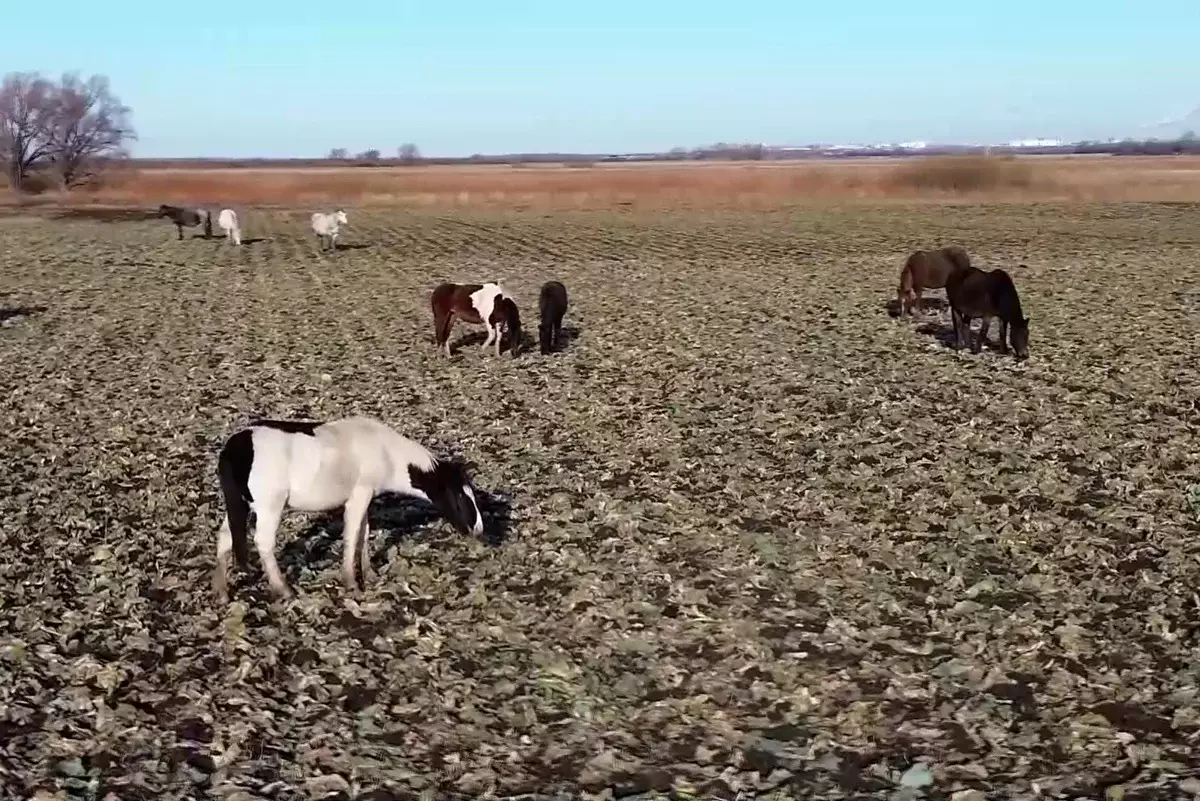 Нет свободных земель: в СКО сельчане остаются без пастбищ