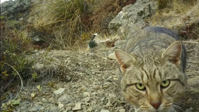 Жаңа Зеландия 25 жылда жабайы мысықтардың көзін түгел жоюды көздеп отыр
