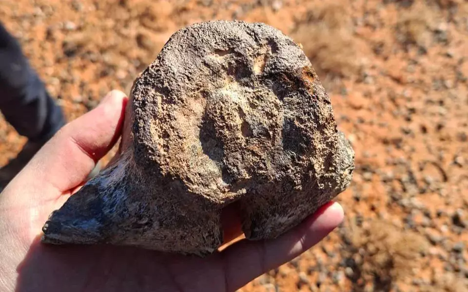 В Кызылординской области обнаружены останки динозавра мелового периода