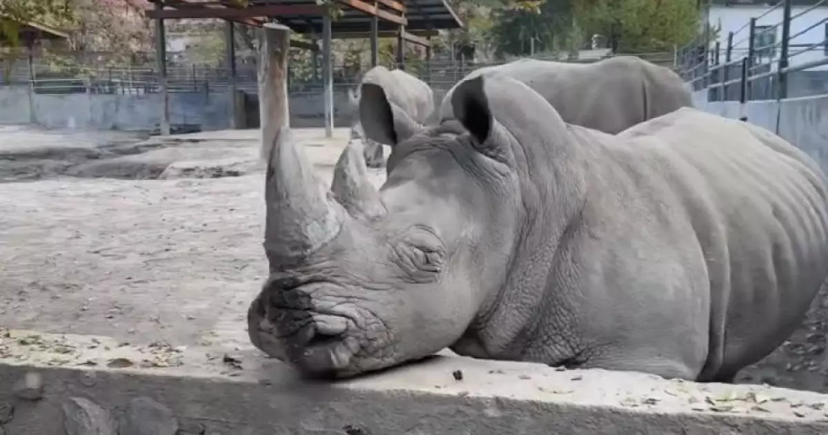  Обидевшего носорога  посетителя зоопарка ищут алматинцы 