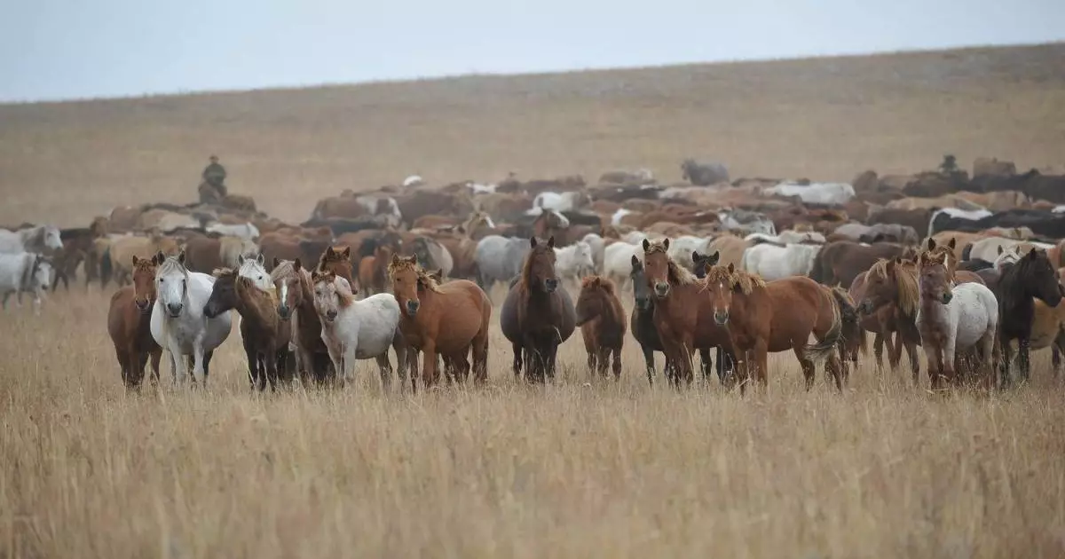  Қазақстан мен Қырғызстан шекарасында 31 бас жылқы ұрланған 