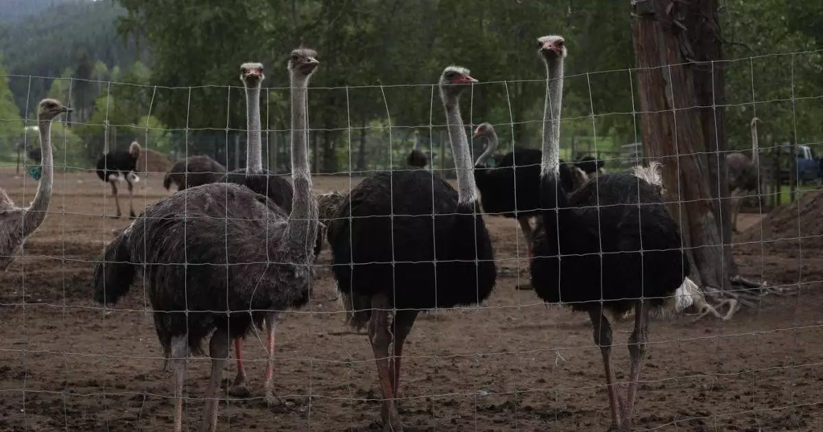  Канада 400 түйеқұсты «өлім жазасына» кеспек 