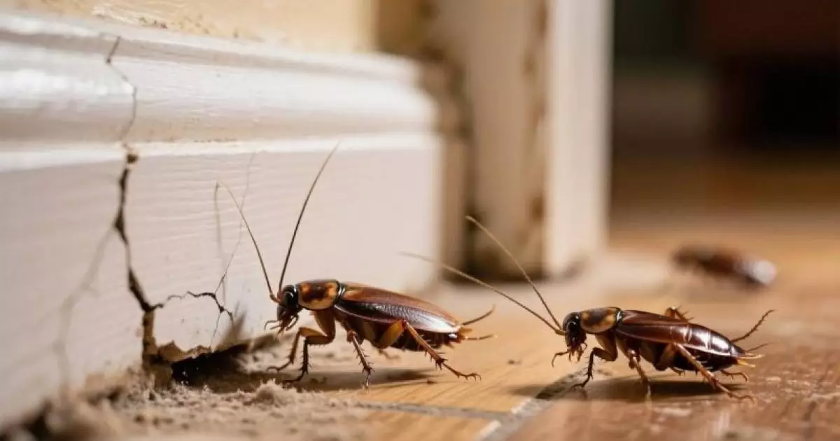  Тарақандар «абдырап» үйден өзі-ақ безеді: Мына әдісті білсеңіз болды 