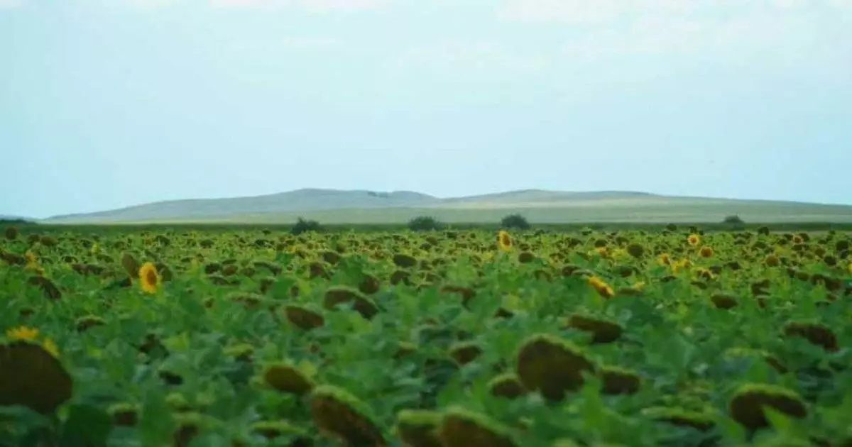  Қазақстан егістігі әртараптанды: бидай азайып, күнбағыс рекорд орнатты 