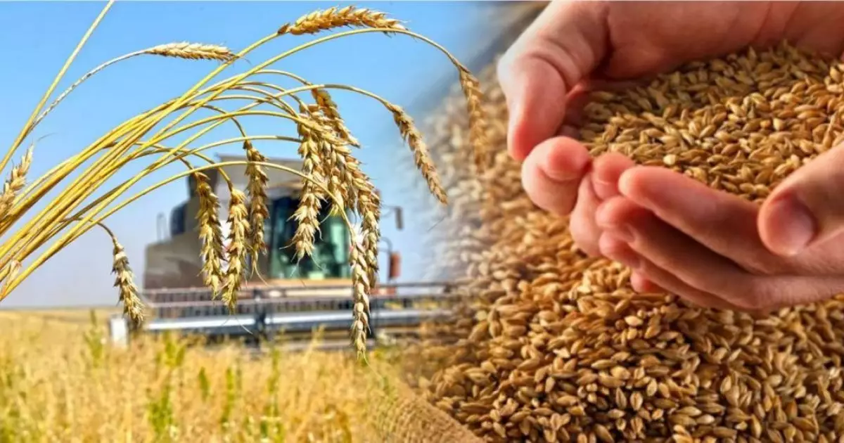  Егін орағы қарқын алды: 15 өңірде науқан жүріп, 2,4 млн тонна астық бастырылды 