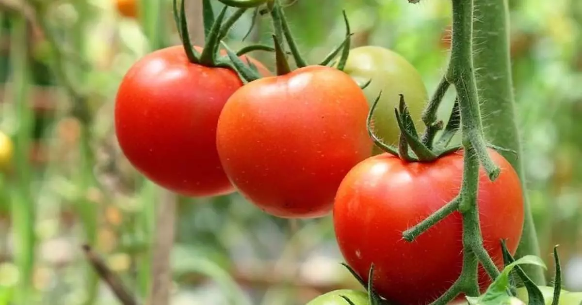  Қызанақ көкөніс пе, әлде жидек пе? Пайдасы, қарсы көрсетілімі және дұрыс тұтыну жолы 