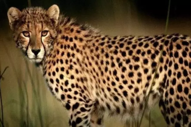 Животные Красной книги Казахстана: редкие и исчезающие виды