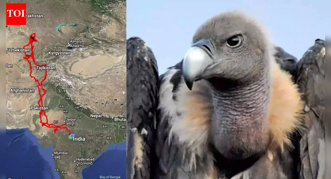 Раненый белоголовый сип преодолел 15 000 км и завершил миграцию из Индии в Казахстан.