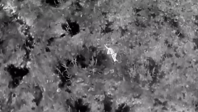 Редкий камышовый кот в Казахстане попал в объектив камеры