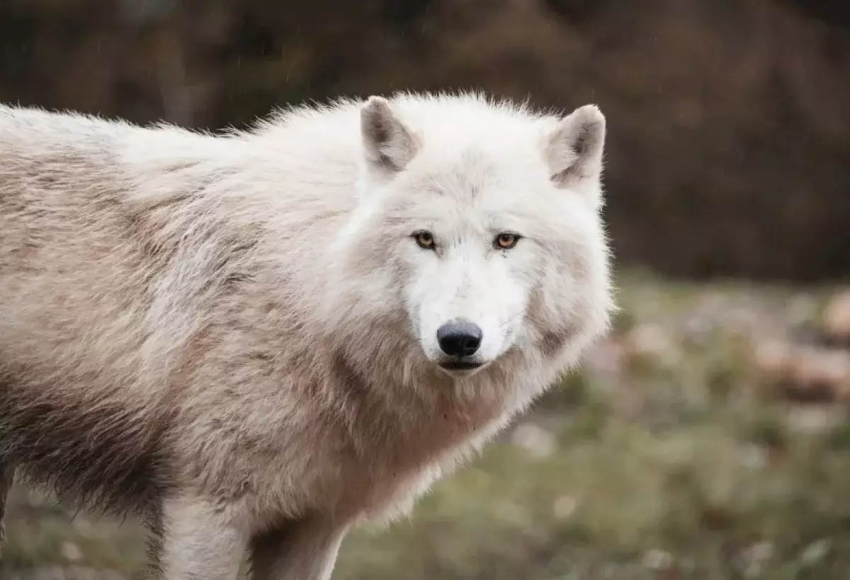 Жители Туркестанской области боятся выходить из дома из-за волков
