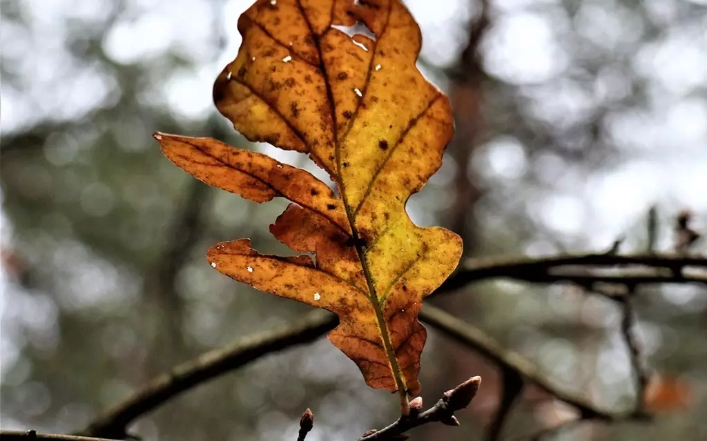 Погода без осадков ожидается в среду в Астане, Алматы и Шымкенте