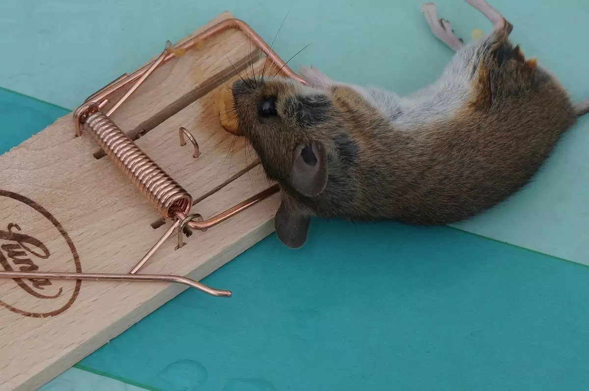 Школы и детсады закрыты из-за мышей в Атырауской области