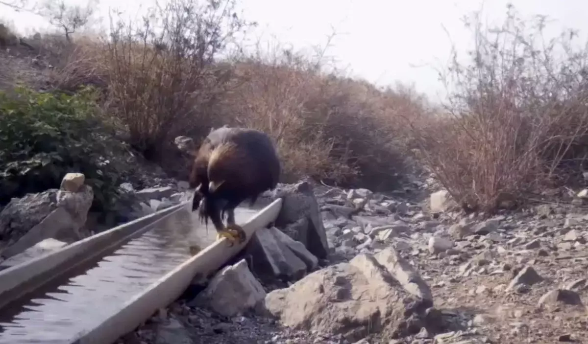 «Алтын Емел» ұлттық паркінде сирек кездесетін бүркіттің суға түскен видеосы жарияланды