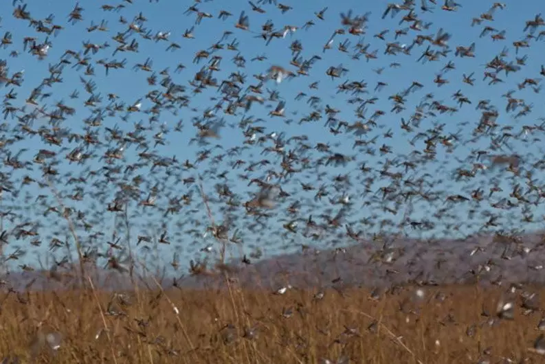 Казахстан утвердит соглашение СНГ по борьбе с нашествием саранчи
