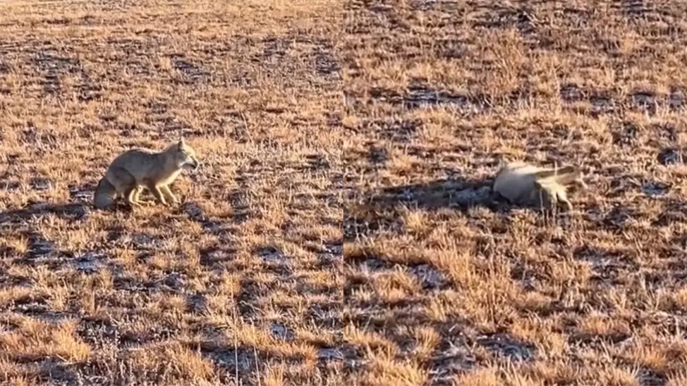 Странное поведение лисы в Карагандинской области привлекло внимание казахстанцев