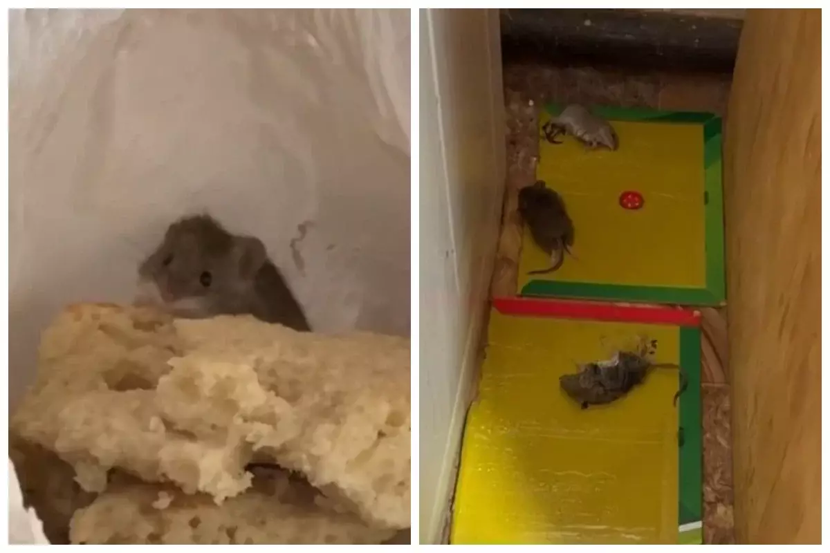 «Күніне жүзге жуығын ұстаймын»: Атырау облысында тышқан қаптады