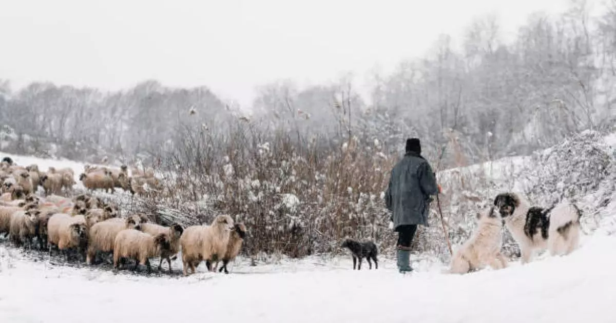  Жамбыл облысында қойшы қалың тұманда адасып кеткен 