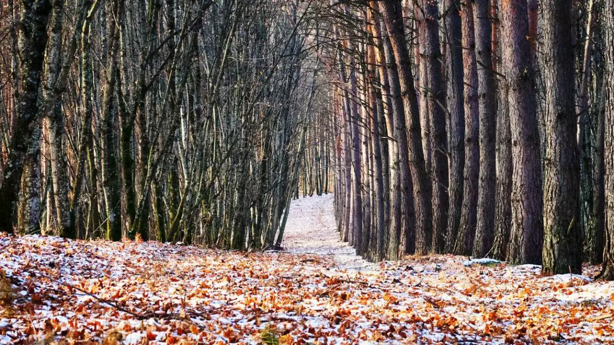 Елімізде алдағы күндері ауа райы жылы болады – синоптиктер болжамы