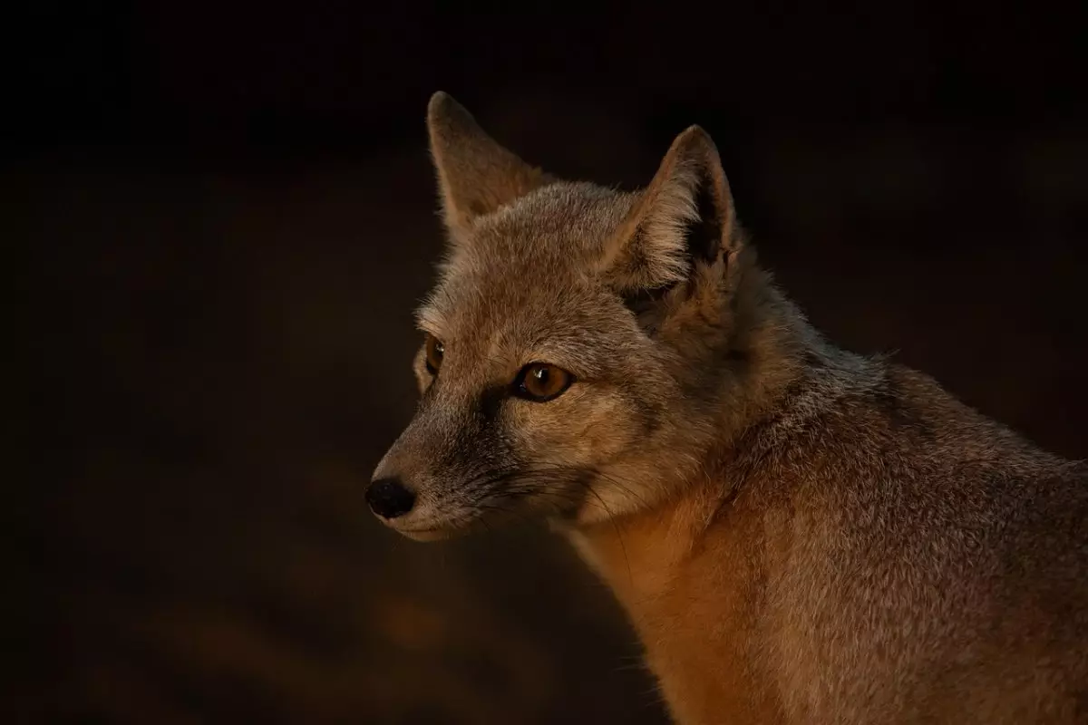 Астанчане встретили лису у Акорды (ВИДЕО)
