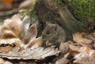 Из-за нашествия грызунов в Атырау начата масштабная дератизация