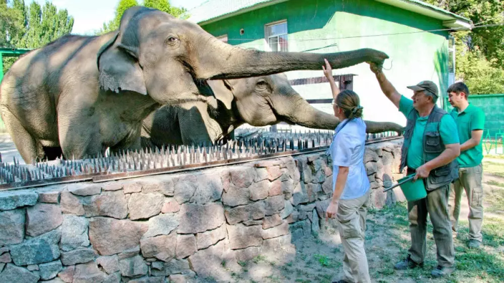 Алматинский зоопарк расширят: акимат начал выкупать прилегающие участки