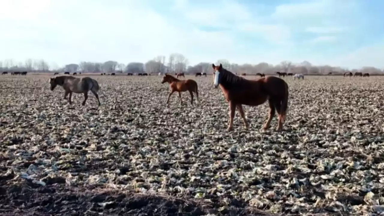 Территорию пастбищ в СКО намерены расширить