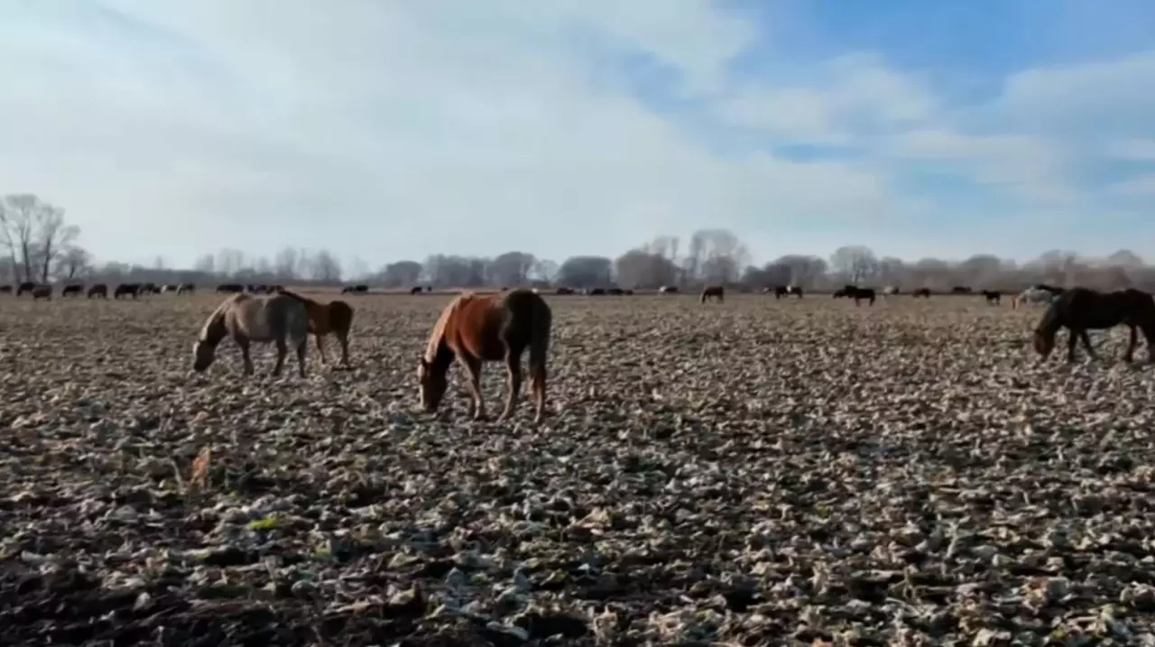 СҚО-да жайылым жер тапшы