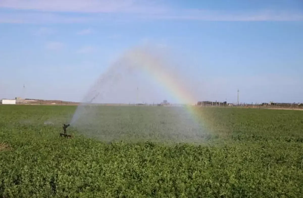 Миллион оливковых деревьев планируют высадить в Мангистау - новости на Lada.kz 26.11.2025