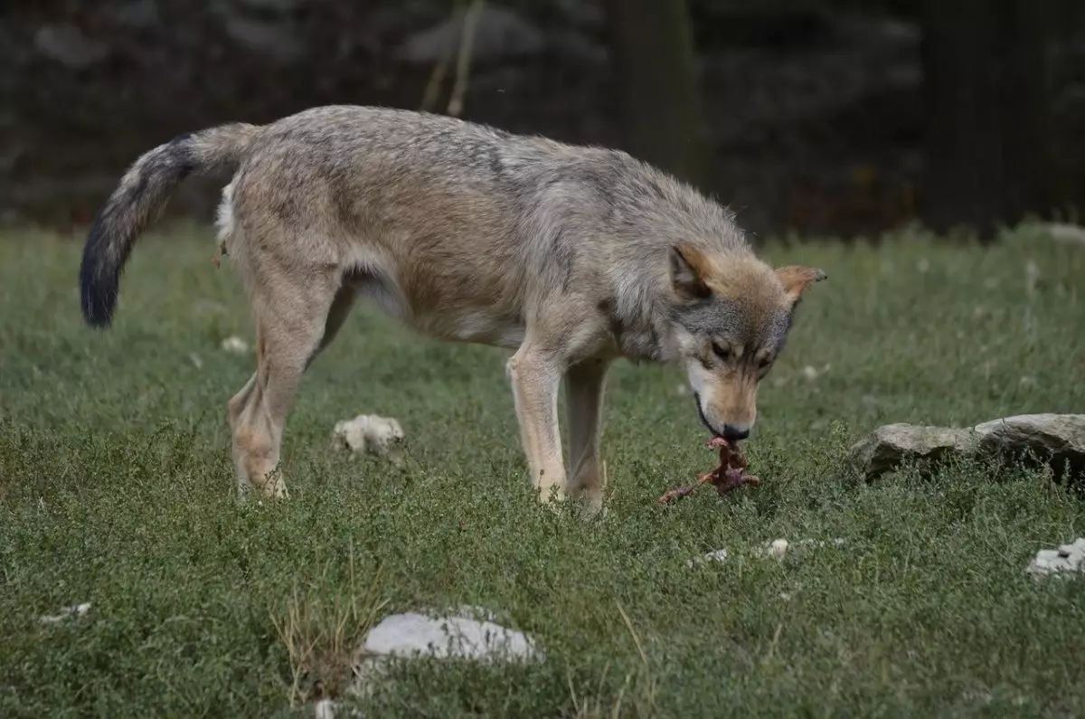 Волки оставили фермеров без скота и с долгами в Туркестанской области