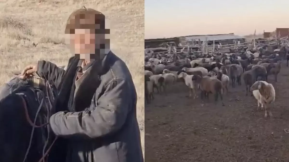 «Үш күн ас-сусыз, ұйқысыз»: Жамбыл облысында шопан 700 қойымен бірге адасып кетті