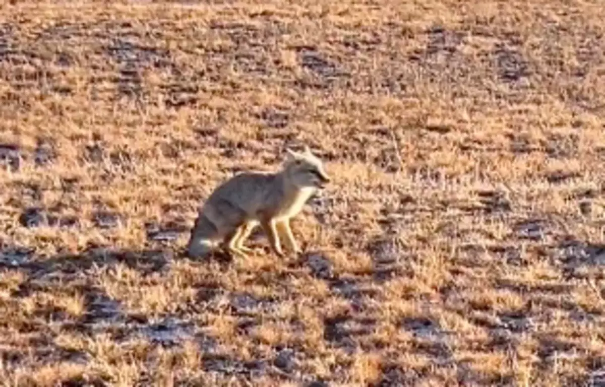 «И жалко, и страшно»: странная лиса в степях напугала казахстанцев (ВИДЕО)