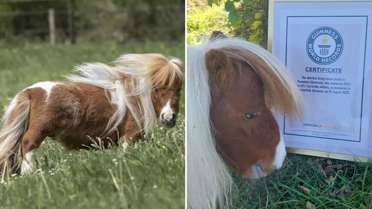 Самый маленький в мире конь живет в Германии