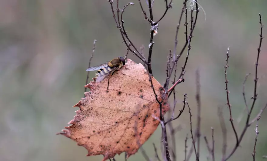 Осадки ожидаются в четверг в Астане, в Алматы и Шымкенте без осадков