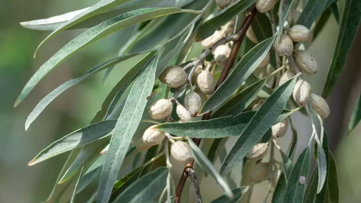 Маңғыстау облысында бір млн зәйтүн ағашы отырғызылатын болды