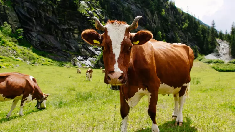 Атырау облысында белгісіз індеттен мал қырылып жатыр