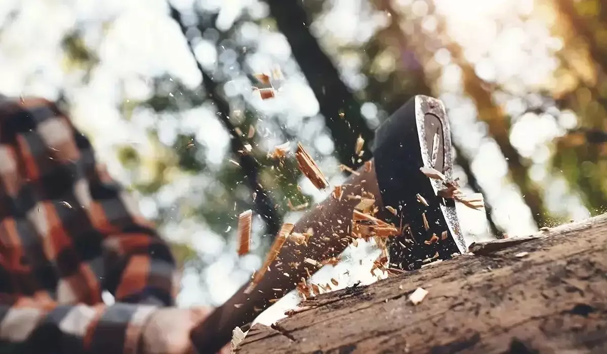 Қостанай облысында орманнан қарағай ағаштарын заңсыз кескен топ ұсталды