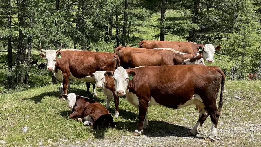 Атырау облысында белгісіз аурудан мал қырыла бастады