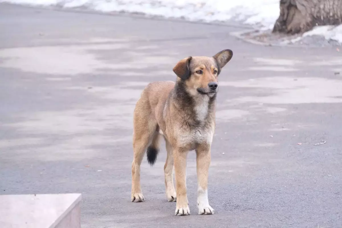 Алматыда жыл басынан бері 9 мыңнан астам иесіз жануар ұсталды