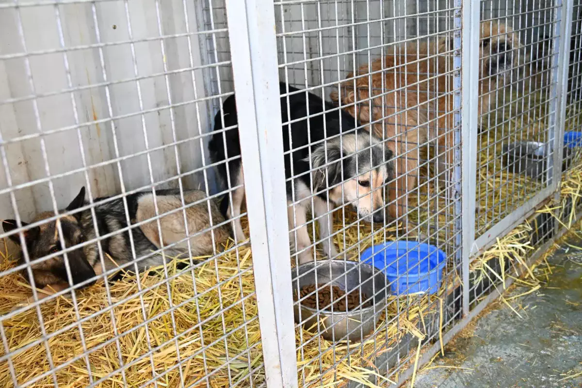 В Алматы с начала года отловлено свыше 9 000 бродячих животных