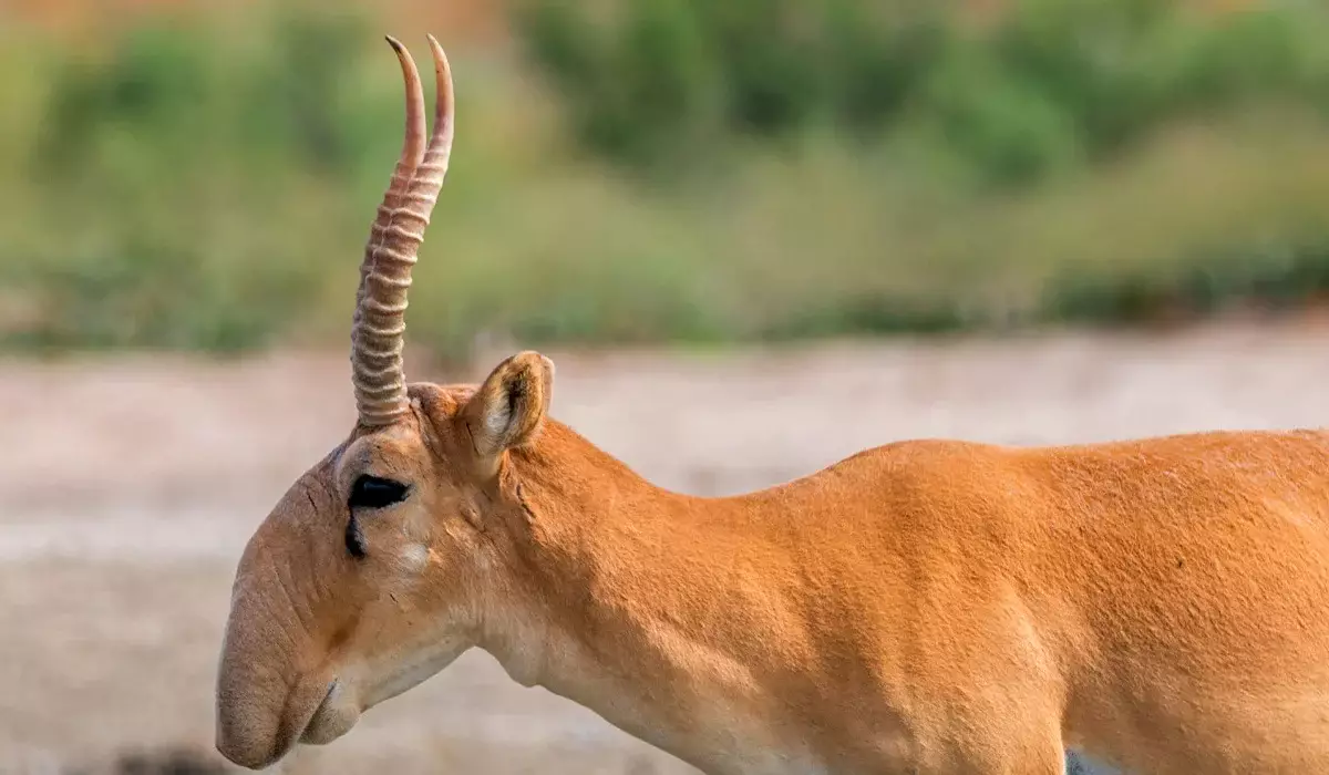 Енді киік мүйізін сатқысы келетін тұлғалар оны таңбалауға міндетті