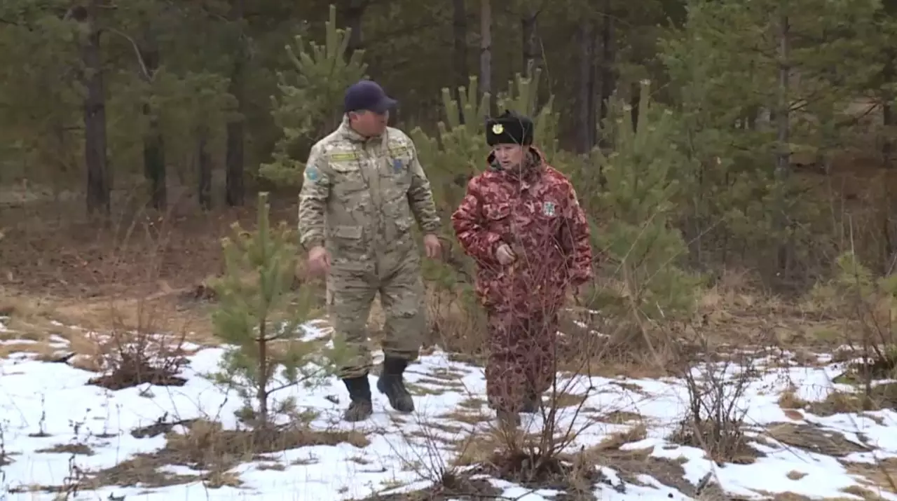 Охрану хвойных деревьев усиливают в Карагандинской области