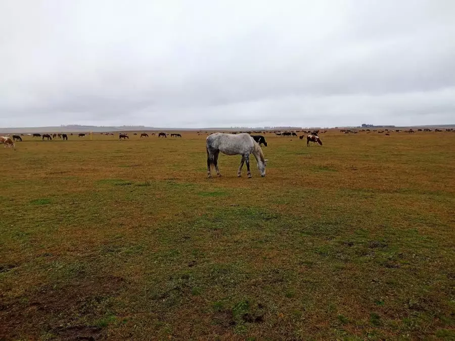 Россельхознадзор запретил вывоз лошадей из Челябинской области в Казахстан.