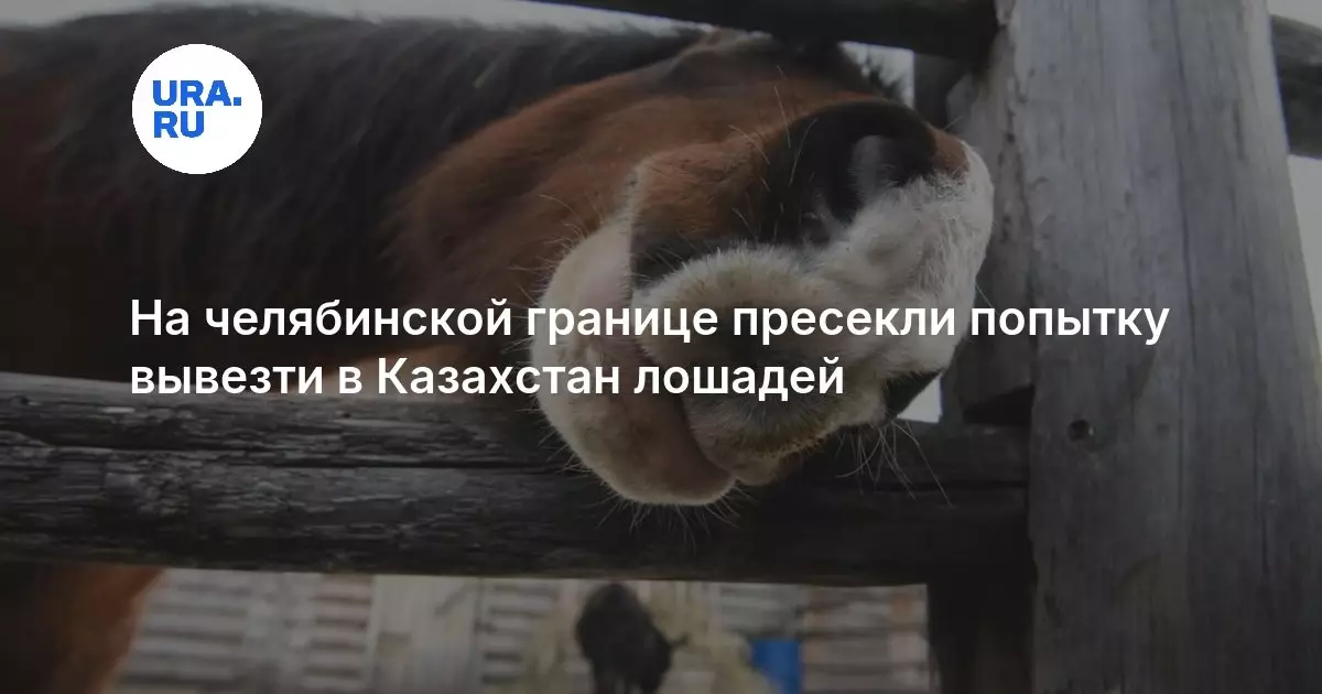 На челябинской границе пресекли попытку вывезти в Казахстан лошадей.