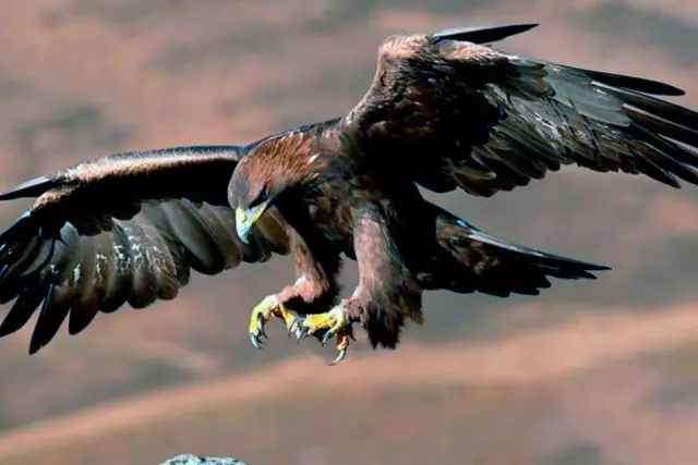 Бекен Қайратұлы. Құмайторы