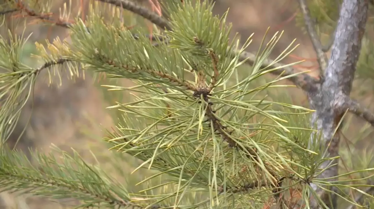 Қарағанды облысында қылқан жапырақты ағаштарды қорғау күшейтіледі