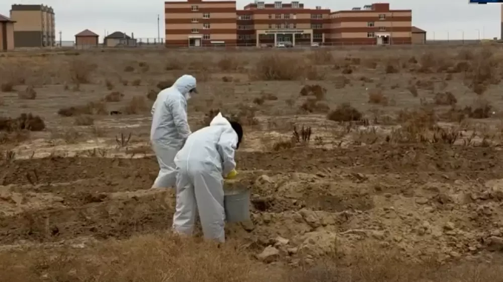 Нашествие мышей пытаются остановить в Атырауской области