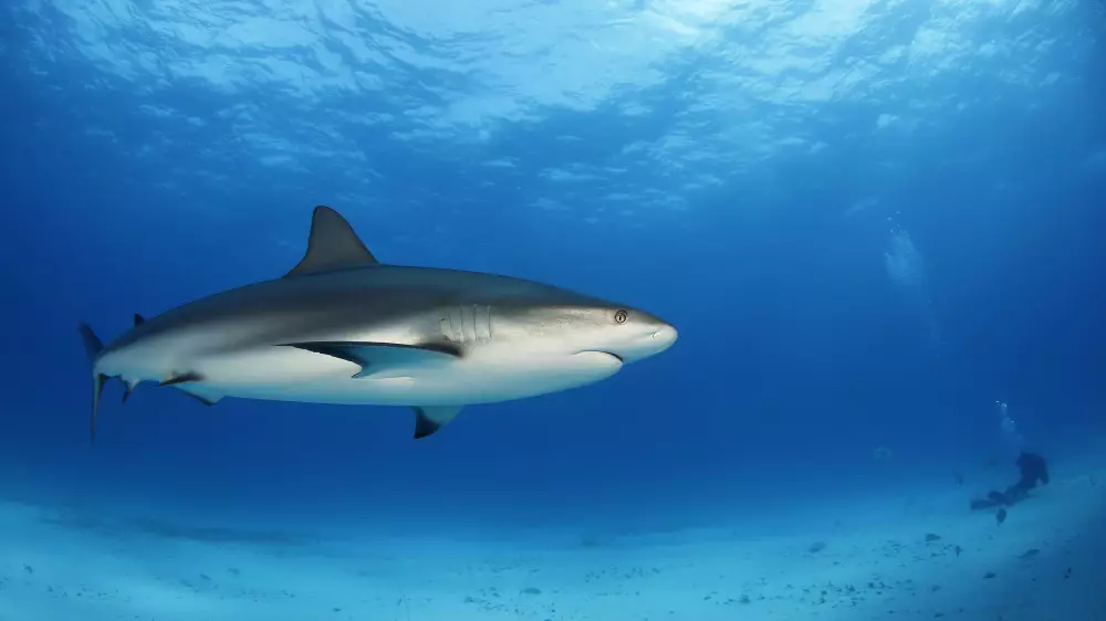 Крупная акула напала на молодую пару туристов в Австралии
